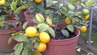 Photo of Limon Ağacı Dikimi, Bakımı ve Yetiştirilmesi Hakkında Bilgiler